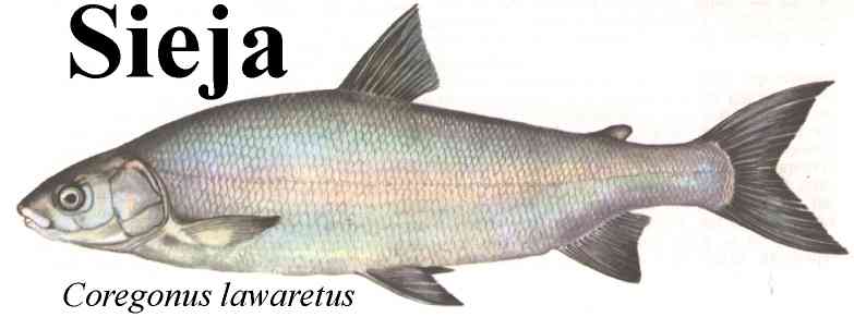 Sieja